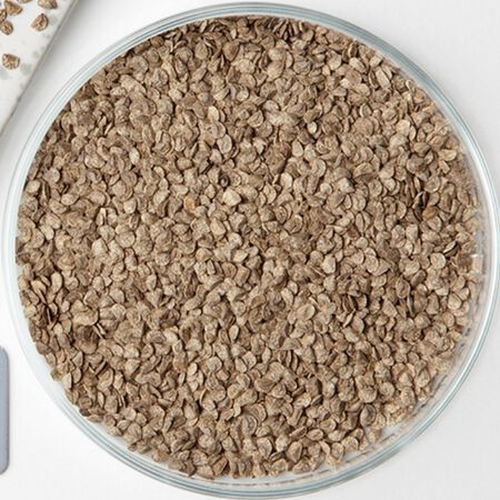 False Aralia, Dizygotheca Seed - Packet image number null